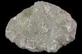 Eodiaphyodus (Fish) Tooth Plate - Cretaceous #68796-1